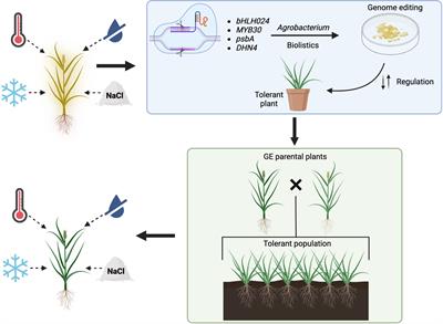Improving abiotic stress tolerance of forage grasses – prospects of using genome editing